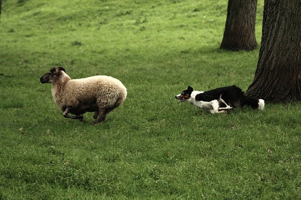 Maggie bij het schapendrijven;-)