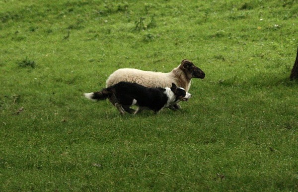 Mags en het schaap-wie is sneller?