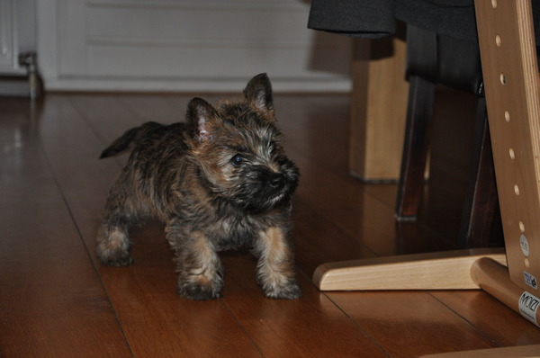 Cairn Terrier