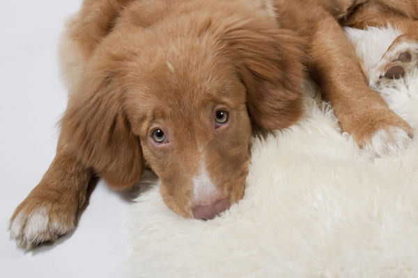 Nova Scotia Duck Tolling Retriever