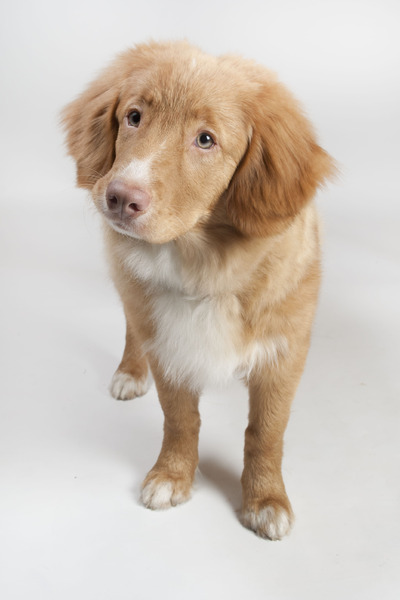 Nova Scotia Duck Tolling Retriever