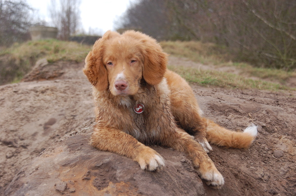 Nova Scotia Duck Tolling Retriever