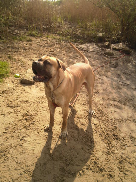 Boerboel