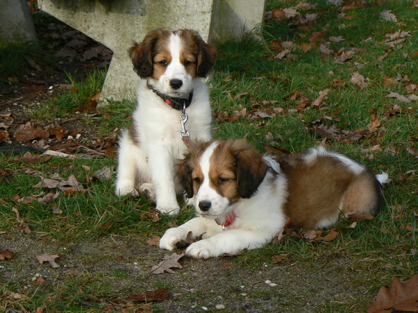 Kooikerhondje
