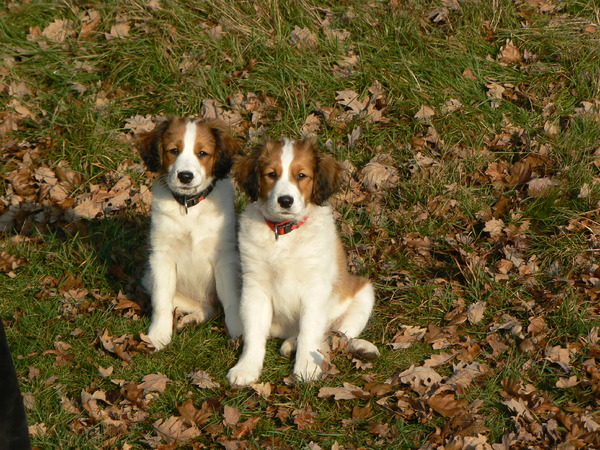 Kooikerhondje