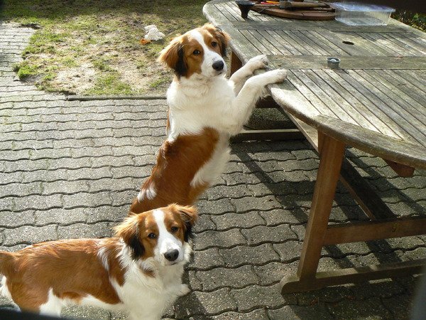 Kooikerhondje