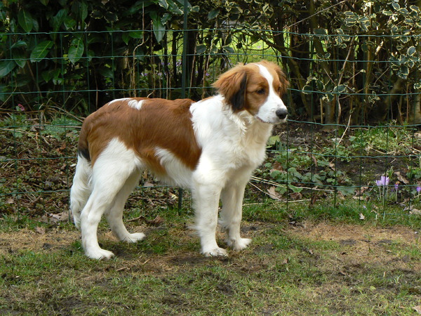 Kooikerhondje
