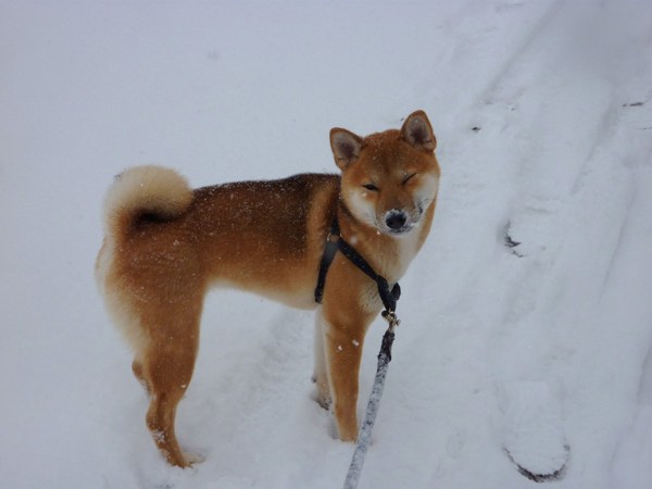 Shiba Inu