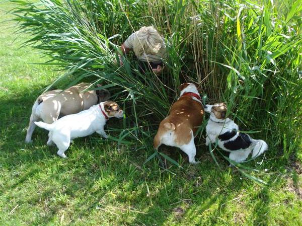 stoer he ,met zijn allen baasje vinden