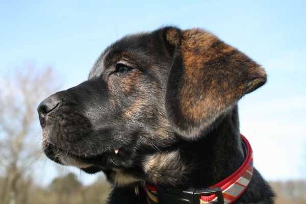Bikkels kop met 10 weken