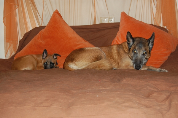 Zoek de verschillen!