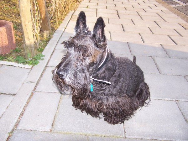 Schotse Terrier