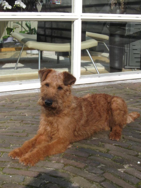 Ierse Terrier