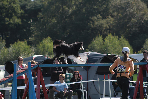 Over de kattenloop op Dogevent 2010