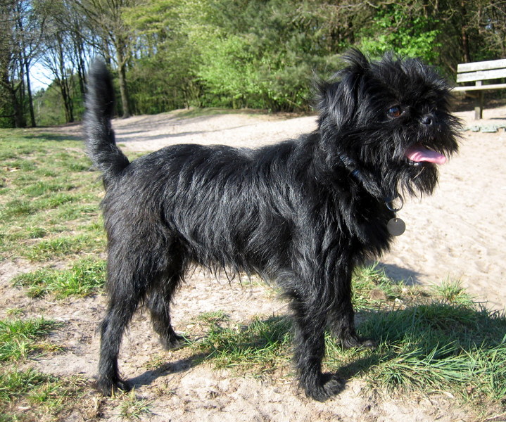 Affenpinscher