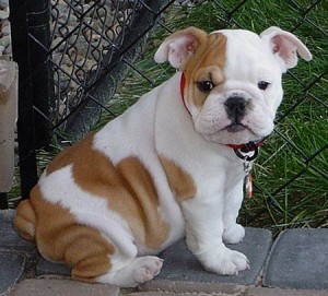 Engelse Bulldog