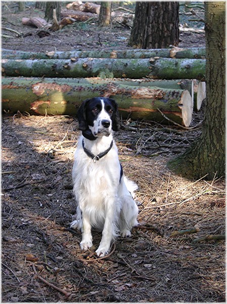 Engelse Springer Spaniel