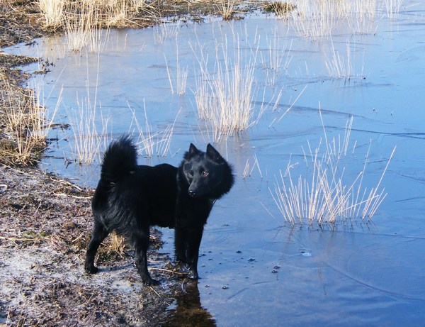 Schipperke