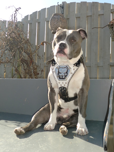 Staffordshire Bull Terrier