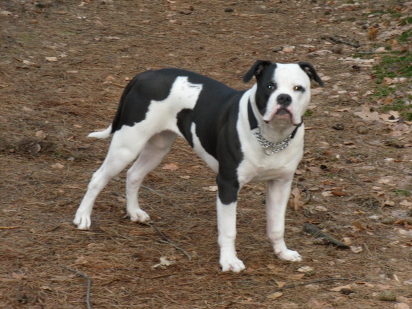 Amerikaanse Bulldog