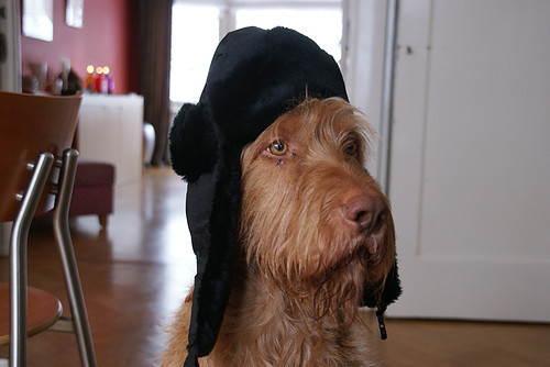 Ik wil niet Oneerlijkheid huiswerk maken Honden foto: Mijn lieve hond met een hippe muts!