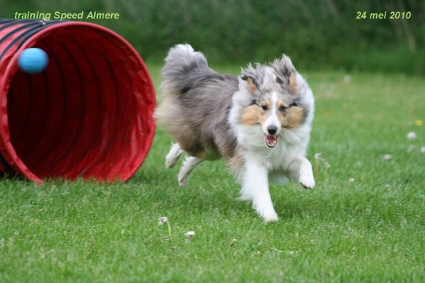 Diesel met Agility