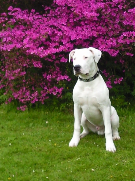 Dogo Argentino