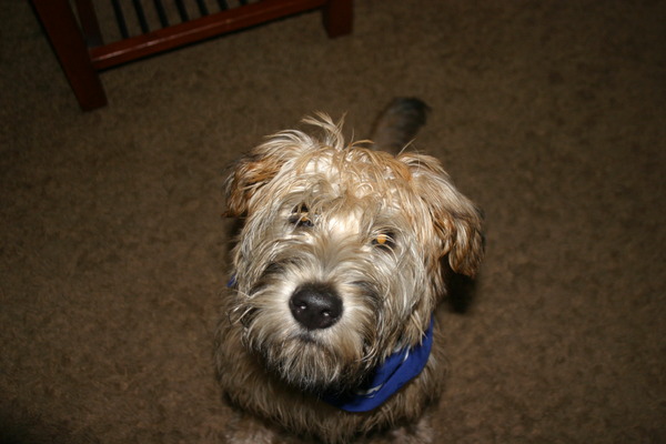 Irish Softcoated Wheaten Terriër