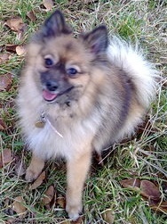 Keeshond, Klein