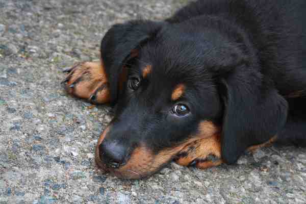 Beauceron