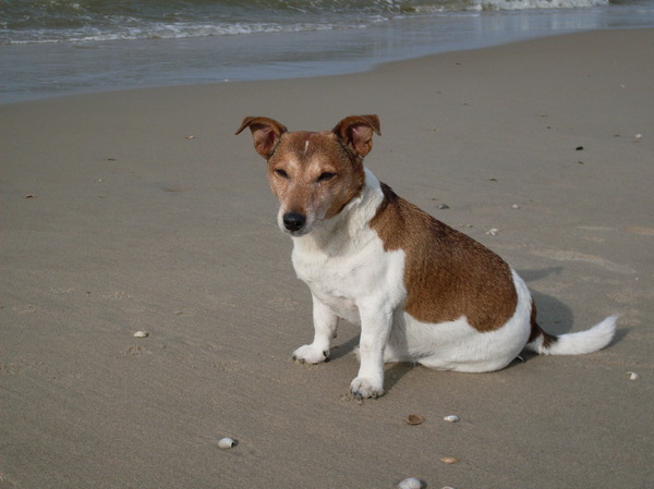 rosco op vakantie (texel)