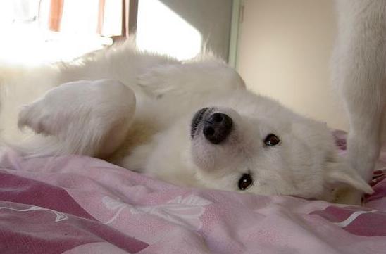 Nuka op bed