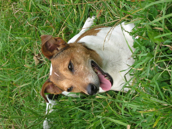 rosco (even uitblazen)