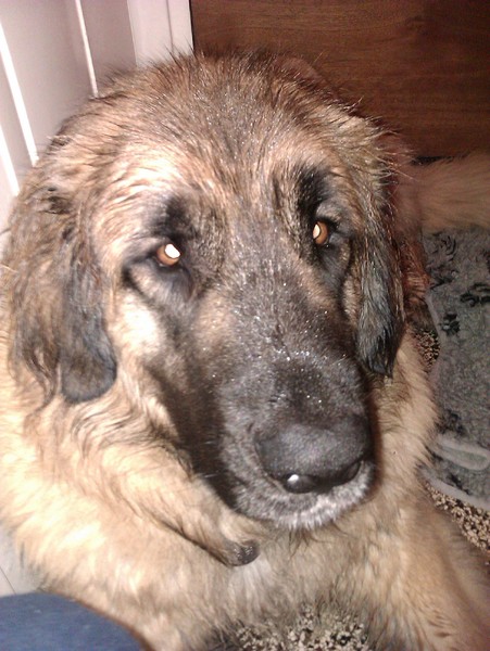 Leonberger