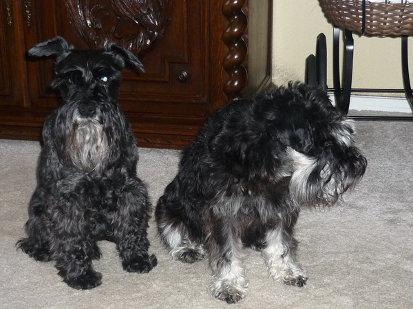 Hallo wij zijn Xandor en Porlo