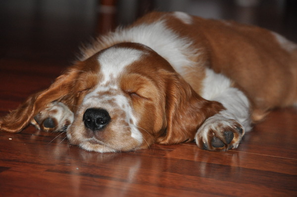 Welsh Springer Spaniel