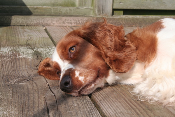 Welsh Springer Spaniel