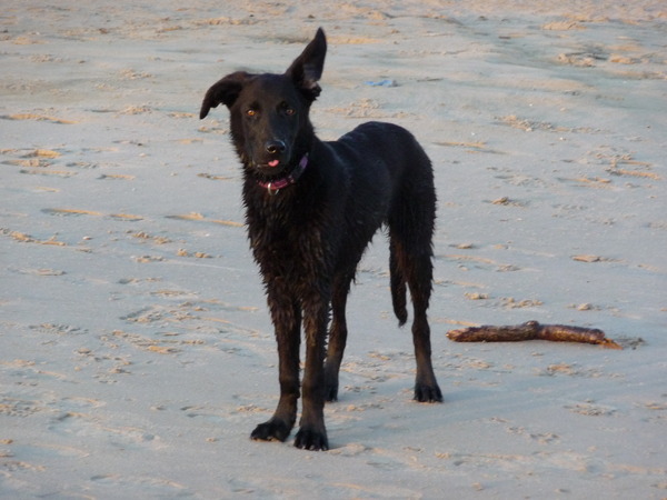 Tjibbe op het strand bij hargen...wind door de haren...eh...oren