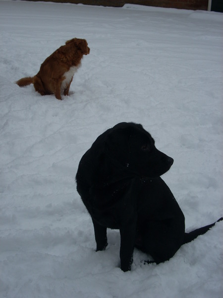 diesel en jazz in de sneeuw