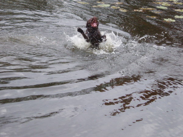 Rawrrr... spetter, ik heb je!