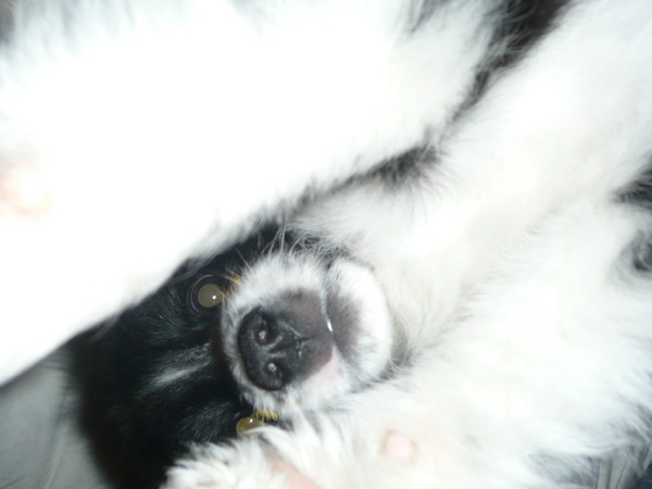 woody haat de camera