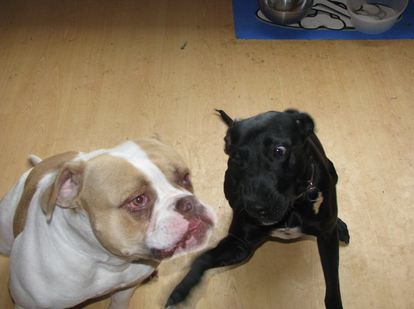 speelmodus knop wordt ingedrukt