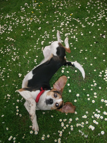 roxy doet een beetje raar met omrollen