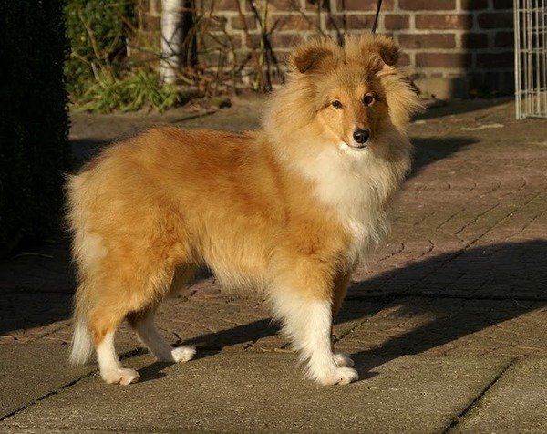 Sheltie
