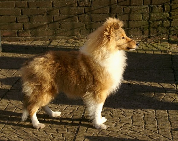 Sheltie