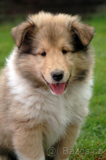 Schotse Herdershond, Langhaar