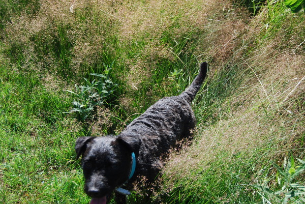 Diesel zit... of niet