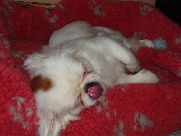 Mickey aan het dromen?