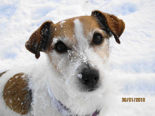 Jack Russell Terrier