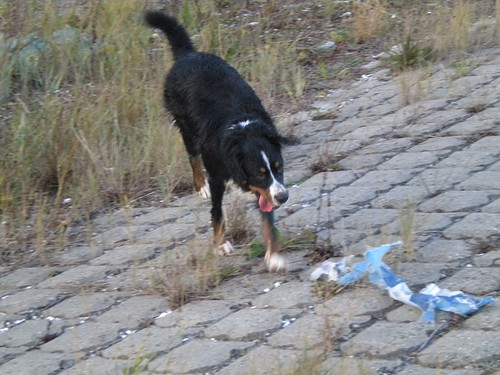 Net was ze nog zo mooi....